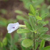 Clitoria laurifolia Poir.